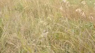 футаж ( степь )