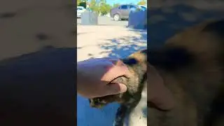 Бездомные Котики ждут вас 🤗❤️😻👍👌