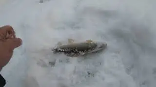 Хариус,когда очень хочется...