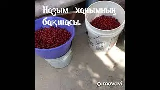 Қызылорда бау бақша. 2023 жыл. Маусым.