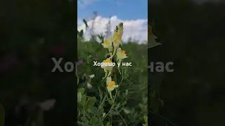 #матушказемля #топ #shorts #shortsvideo #матушка #лето #2024 #тренды