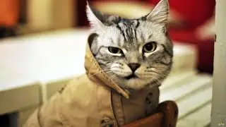 Мой кот - лучший кот, он любит хип-хоп ))