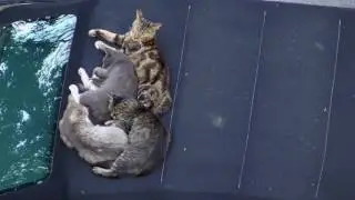 #Кошки