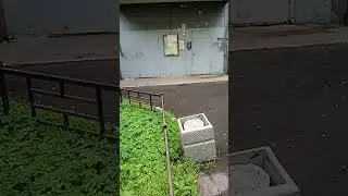 Типичный Петербург