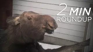 Moose SOS, condor cuteness & elephants on the pill