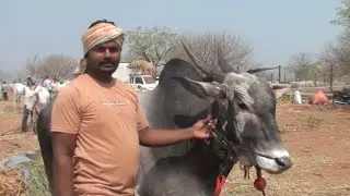 mahalingpur studbull price 1.1 lakh. aigali cattle fair.ಮಹಾಲಿಂಗಪುರದ ಖಿಲ್ಲಾರಿ ಬೀಜದ ಹೋರಿ,ಐಗಳಿ ಜಾತ್ರೆ