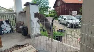 Jumping Cat Slow Motion