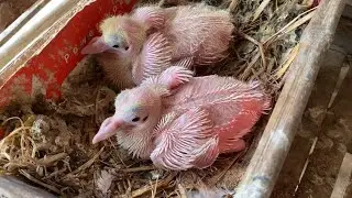 Family pigeon so lovely