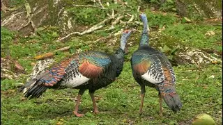 Aves de Guatemala