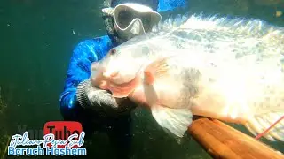 PESCARIA tilapia Grande