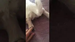 TICKLE CHALLANGE🐾🐶 I GOT BITTEN☠️ 