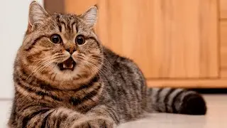 Cute cats 😅 Funny animals 😊