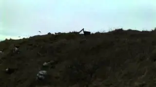 Birds using an updraft