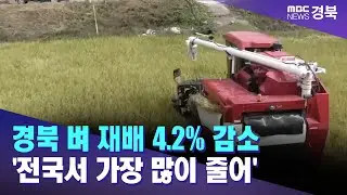 경북 벼 재배 4.2% 감소 '전국서 가장 많이 줄어'..고추는 0.2% 증가 / 안동MBC