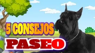 Cinco consejos a la hora de sacar a nuestro perro de paseo