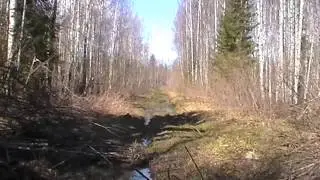 Как мы встретили медведя