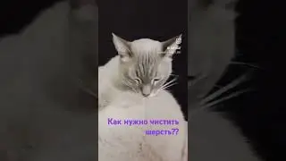 #tiktok #кот #тайскийкот #shorts