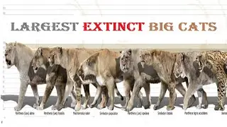 Top 10 Most Dangerous Prehistoric Big Cats - Top 10 Extinct Big Cat