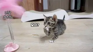 The most fierce kitten in the world