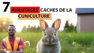 Les 7 AVANTAGES cachés de la CUNICULTURE (élevage de Lapins)