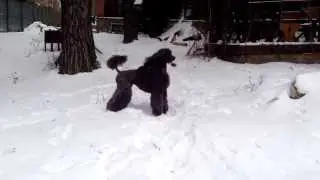 Статуэточный забег