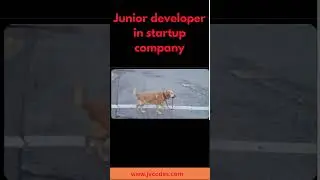 Junior developer in startup company
