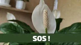 Spathiphyllum: How to Save a Plant