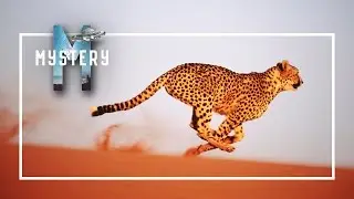 Суперхищники!!! Гепард – самое быстрое животное на суше!