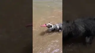 Mini Australian Shepard merle fetches in the water