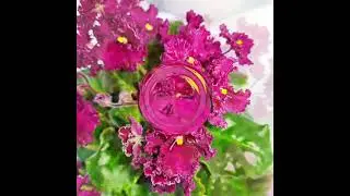 ЛЕ Шелковые кружева. Фиалки у Алисы 💖💖💖