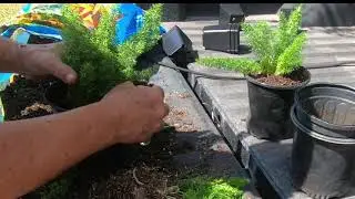 Propagate Foxtail Fern by Division