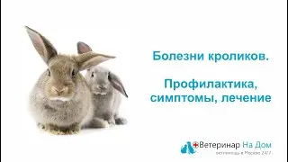 Болезни кроликов. Профилактика, симптомы, лечение.