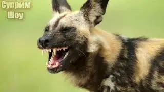 HYENA DOG — Hyena Dog vs Wild Boar Buffalo Lion Antelope Hyena! The dog is in action!