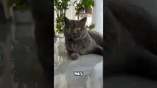 Обзор на кошку #грэ #юмор #скетчи #пранк #смешно #прикол