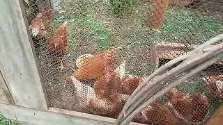 Повелитель кур