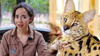 An Update On Our Rescued Serval