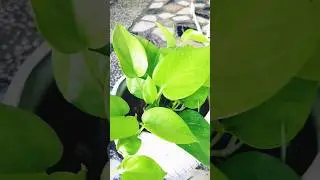 #plants #shorts