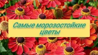 Самые морозостойкие цветы в осеннем саду
