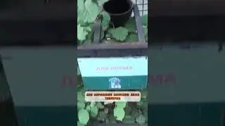 Обзор животных зоопарка 