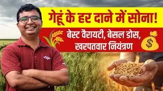 गेहूं में हर दाना बनाएगा आपका बैंक बैलेंस 💰 Gehu ki kheti | Gehu ki top variety | AgroStar