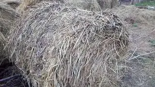Вес крола в 6 месяцев, борьба с сеном продолжается