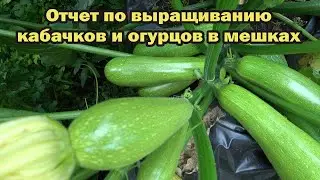 Отчет по выращиванию кабачков и огурцов в мешках