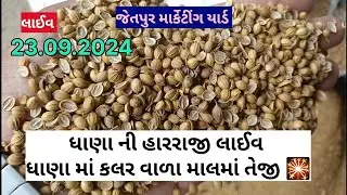 ધાણા ની હારરાજી લાઈવ જેતપુર માર્કેટીંગ યાર્ડ 23.09.2024 #Live thana ni harraji Jetpur marketing yad