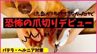 流血が怖くて出来なった愛犬の爪切りデビュー素人でも出来たコツ