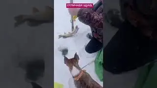щука на жерлицы