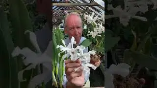 The Charms of Laelia crispa