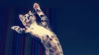 Энергичная кошка зажигает под Ace of Base !! 😅 Просто угарал 😸 Новый вид танца Cat Hop ✌️