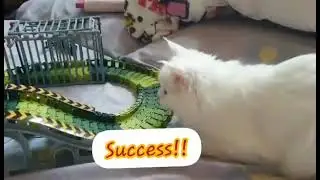 CATlebrity: EXCITEEED CAT UNBOXING AND FIXING HER FIRST TOY!!!