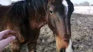 лошади в феврале планы на март