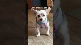 When treats are all you want. #memes #puppy #dog #treat #cute #yorkie